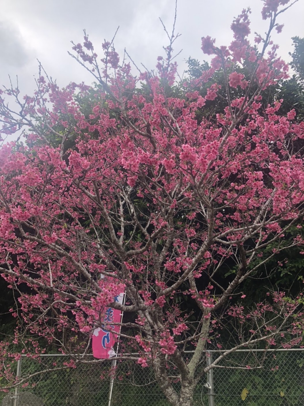 桜舞う季節🌸 みらいこどもクリニック港北綱島ブログ