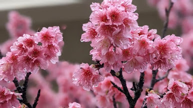 桜舞う季節🌸